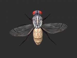 housefly house fly 3D Модель