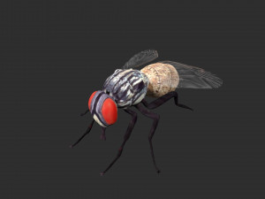 housefly house fly 3D Модель