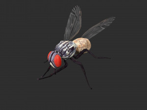 housefly house fly 3D Модель