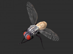 housefly house fly 3D Модель