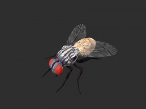 housefly house fly 3D Модель
