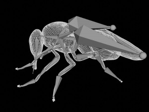 housefly house fly 3D Модель