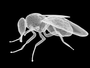 housefly house fly 3D Модель