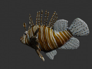 lionfish lion fish Modello 3D