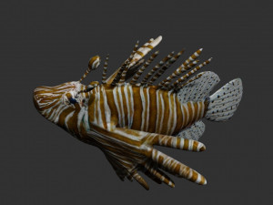 lionfish lion fish 3D 模型