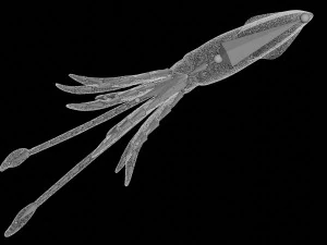 오징어 문어 생선 3D 모델