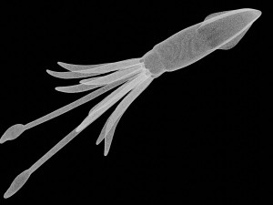 squid octopus fish Modelo 3D