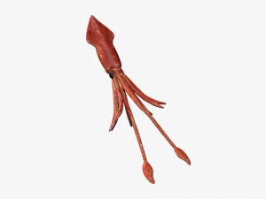 squid octopus fish Modelo 3D