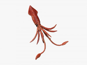 squid octopus fish Modelo 3D