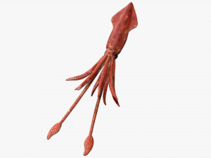 squid octopus fish Modelo 3D