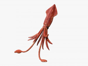 squid octopus fish Modelo 3D