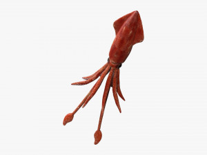 squid octopus fish Modelo 3D