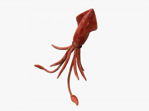squid octopus fish Modelo 3D
