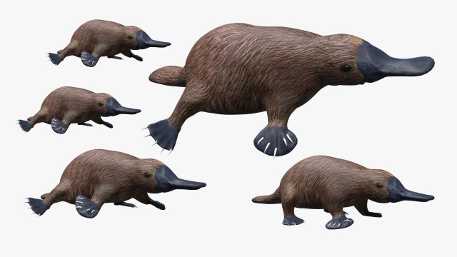 platypus rigged Model 3D .c4d .max .obj .3ds .fbx .stl .blend 