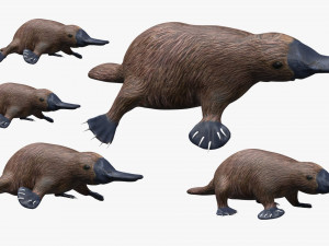 platypus rigged 3Dモデル