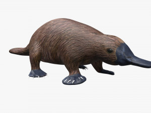 platypus rigged Model 3D