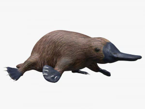 ornitorinco truccato Modello 3D