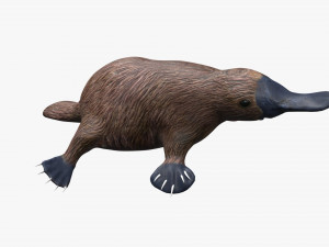platypus rigged Model 3D