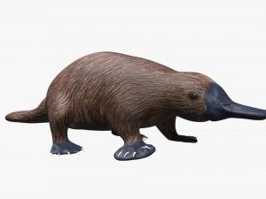 platypus rigged Model 3D