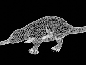 platypus rigged Model 3D