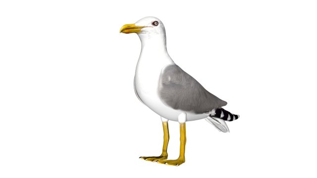 seagull sea eagle bird rigged 3D Model .c4d .max .obj .3ds .fbx .stl .blend 