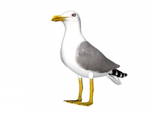 seagull sea eagle bird rigged 3D Model