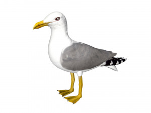 seagull sea eagle bird rigged 3D Model