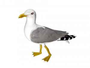 seagull sea eagle bird rigged 3D Model