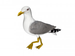 seagull sea eagle bird rigged 3D Model