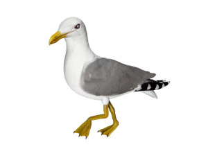 seagull sea eagle bird rigged 3D Model