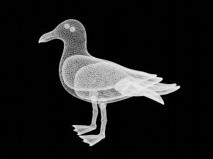 seagull sea eagle bird rigged 3D Model
