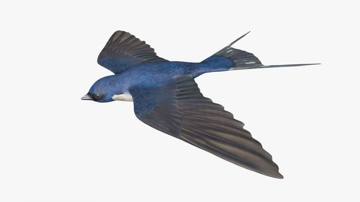 swallow bird rigged 3D Model .c4d .max .obj .3ds .fbx .stl .blend 