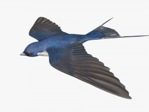 swallow bird rigged 3D Model