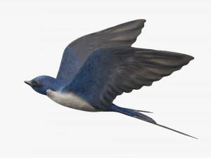 swallow bird rigged 3D Model