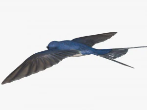 swallow bird rigged 3D Model