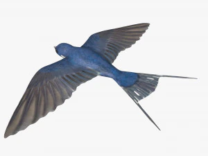 swallow bird rigged 3D Model