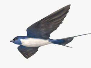 swallow bird rigged 3D Model