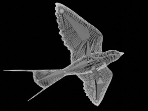 swallow bird rigged 3D Model