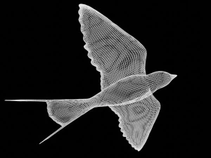 swallow bird rigged 3D Model