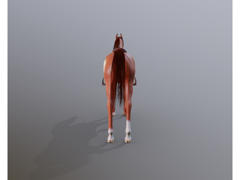 Arabian stallion under saddle 3D Model