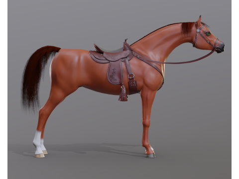 Arabian stallion under saddle 3D Model