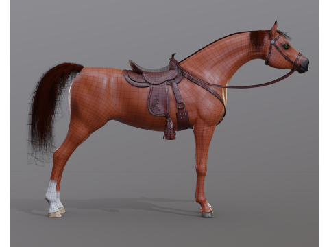 Arabian stallion under saddle 3D Model