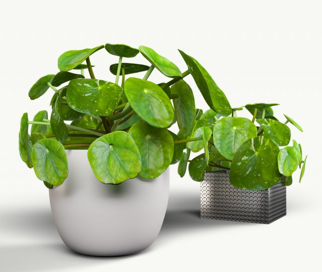 interior small plant of pilea peperomioides Model 3D .c4d .max .obj .3ds .fbx .stl .blend 