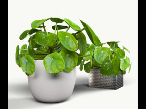 Peque&ntilde;a planta interior de pilea peperomioides. Modelo 3D