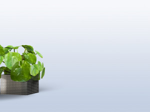 interior small plant of pilea peperomioides Model 3D