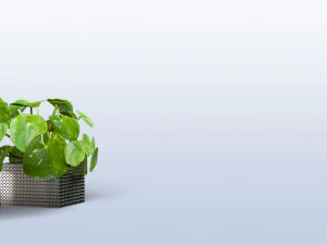 interior small plant of pilea peperomioides 3D Model