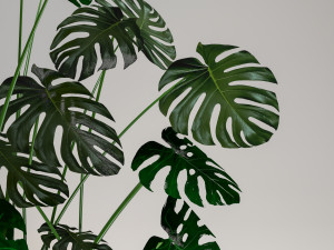 monstera-swiss cheese plant 3D मॉडल