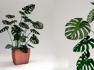 monstera-swiss cheese plant 3D मॉडल