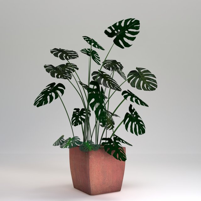 monstera-swiss cheese plant 3D मॉडल .c4d .max .obj .3ds .fbx .stl .blend 