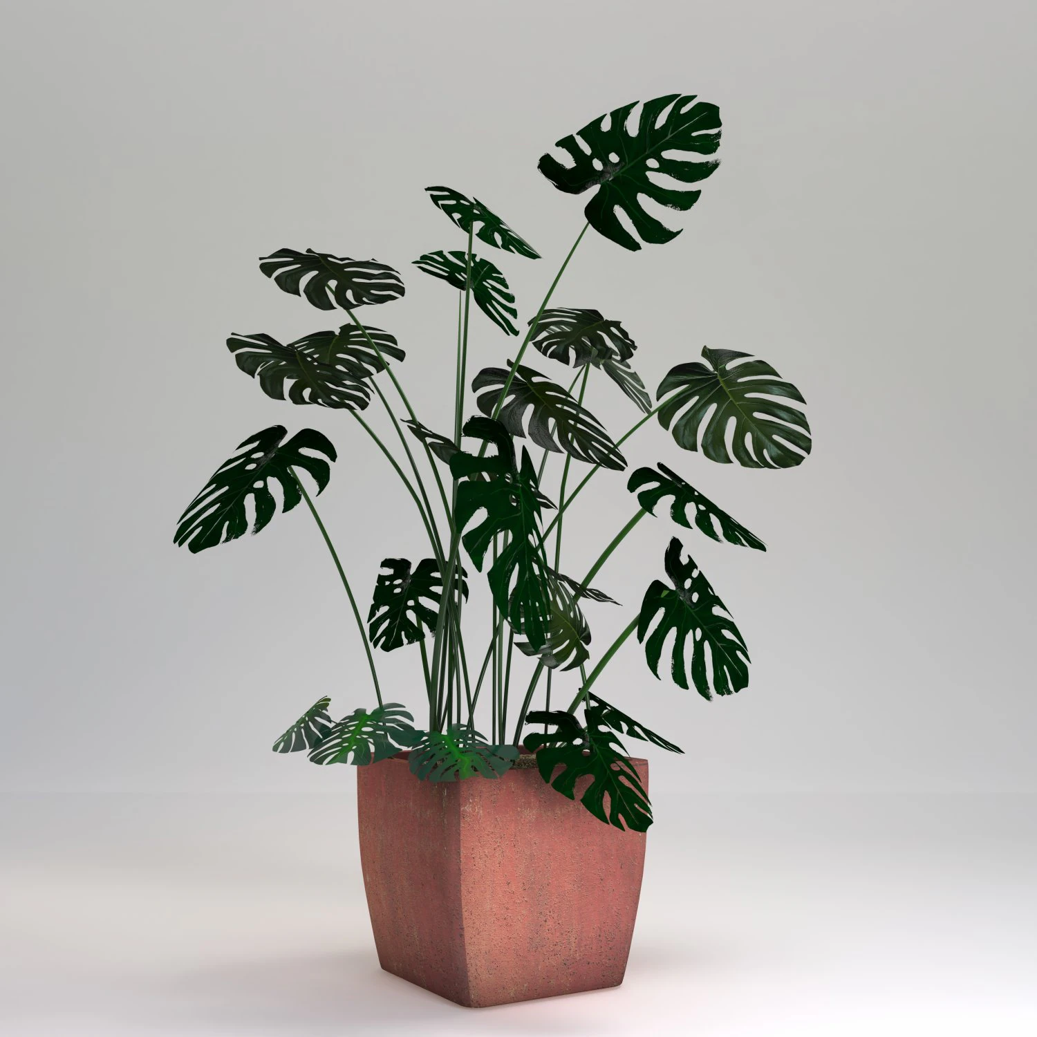 monstera-swiss cheese plant 3D Model .c4d .max .obj .3ds .fbx .stl .blend 